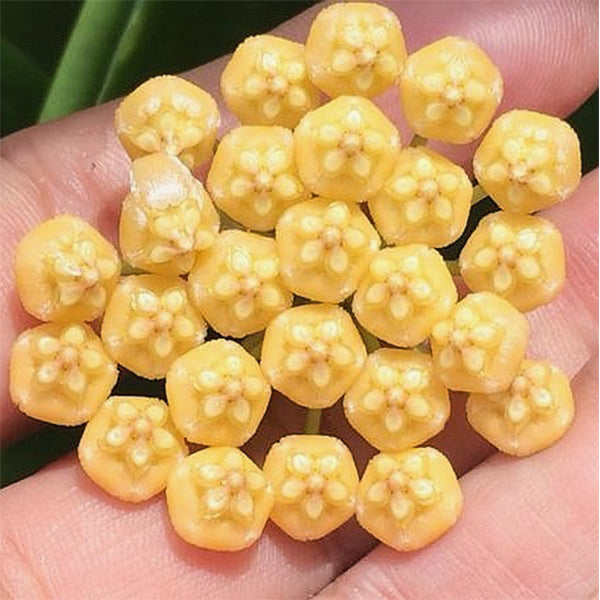Hoya benitotanii