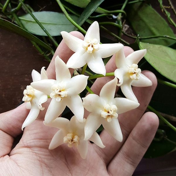 Hoya griffithii