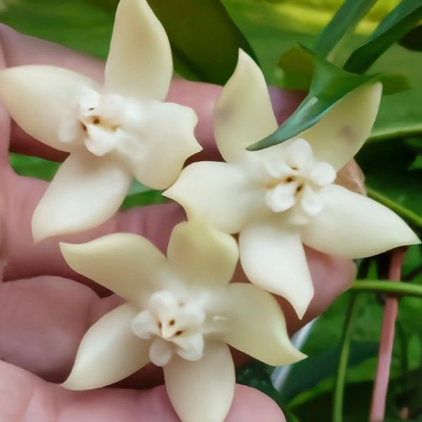 Hoya griffithii
