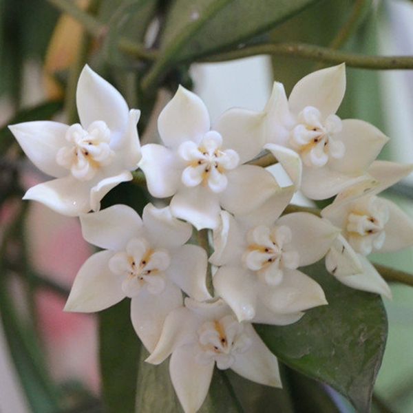 Hoya griffithii