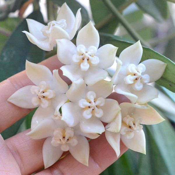 Hoya griffithii