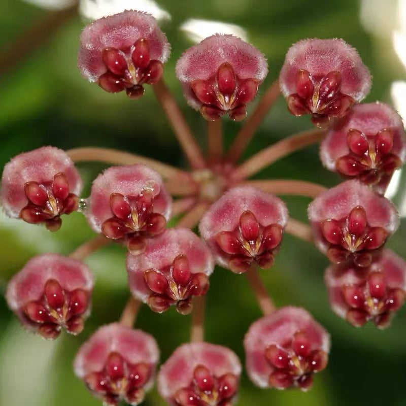 Hoya halophila