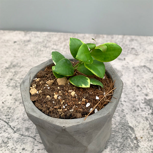 Hoya heuschkeliana albomarginata
