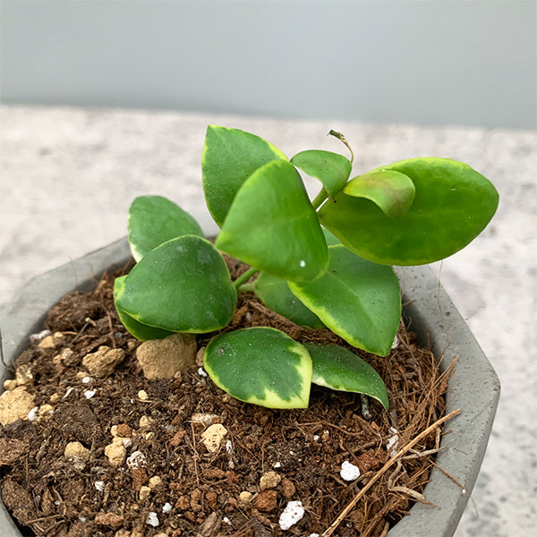 Hoya heuschkeliana albomarginata