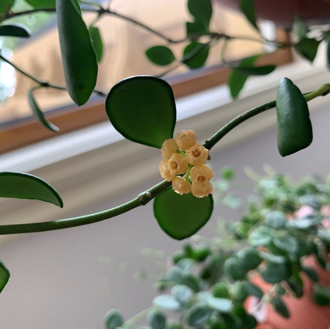 Hoya heuschkeliana ssp. yellow