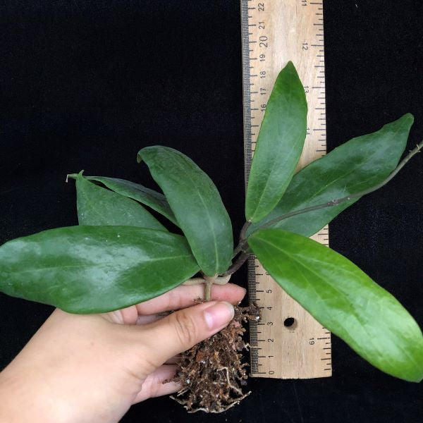 Hoya ilagiorum