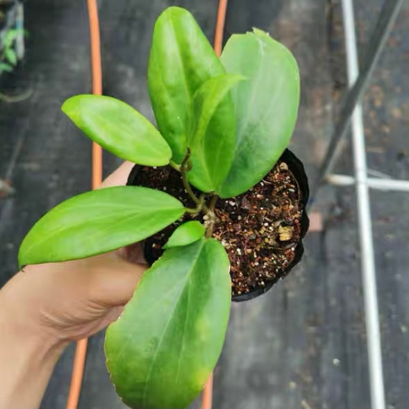 Hoya ilagiorum sp.yellow