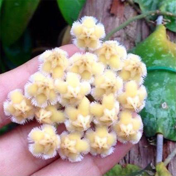 Hoya imbricata