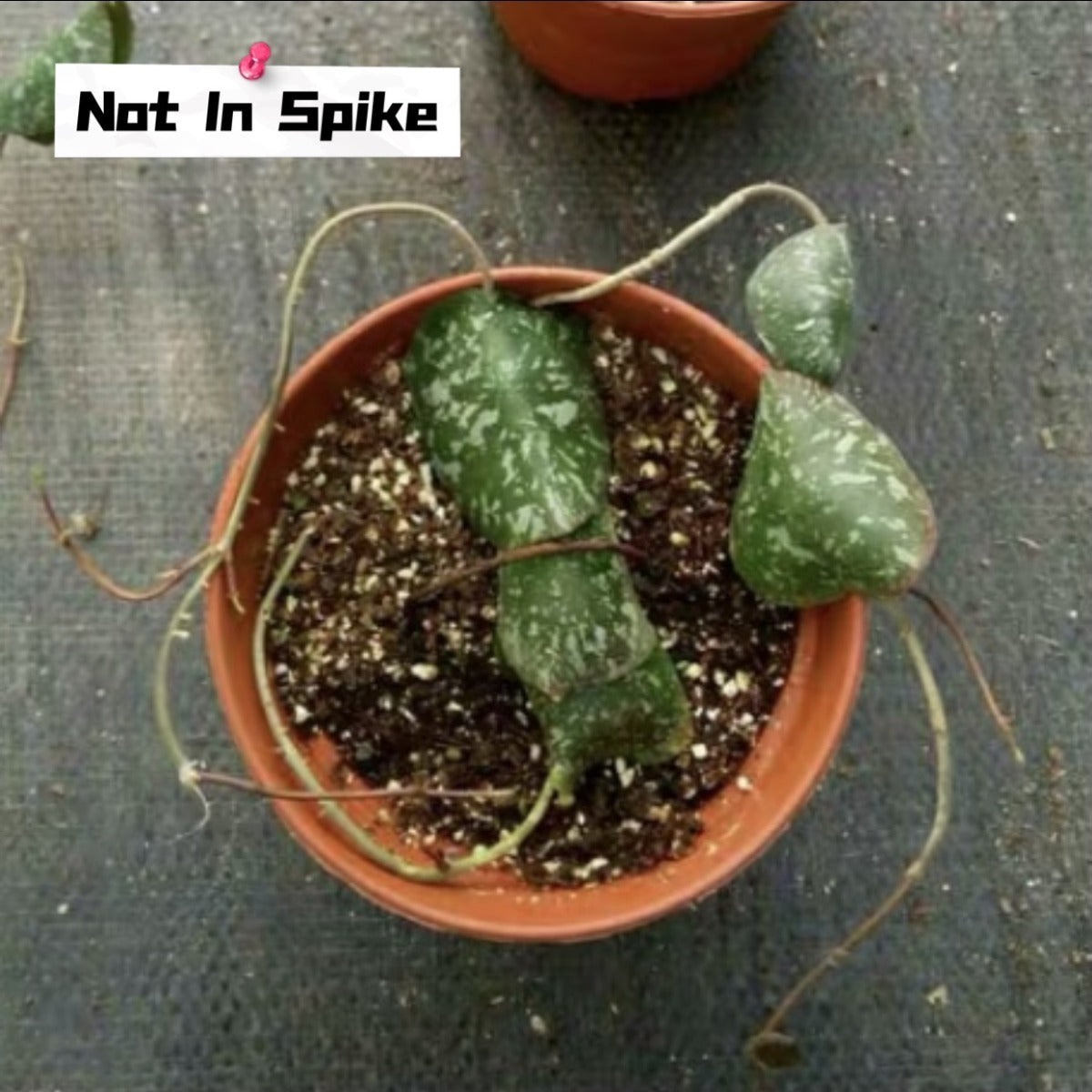 Hoya imbricata