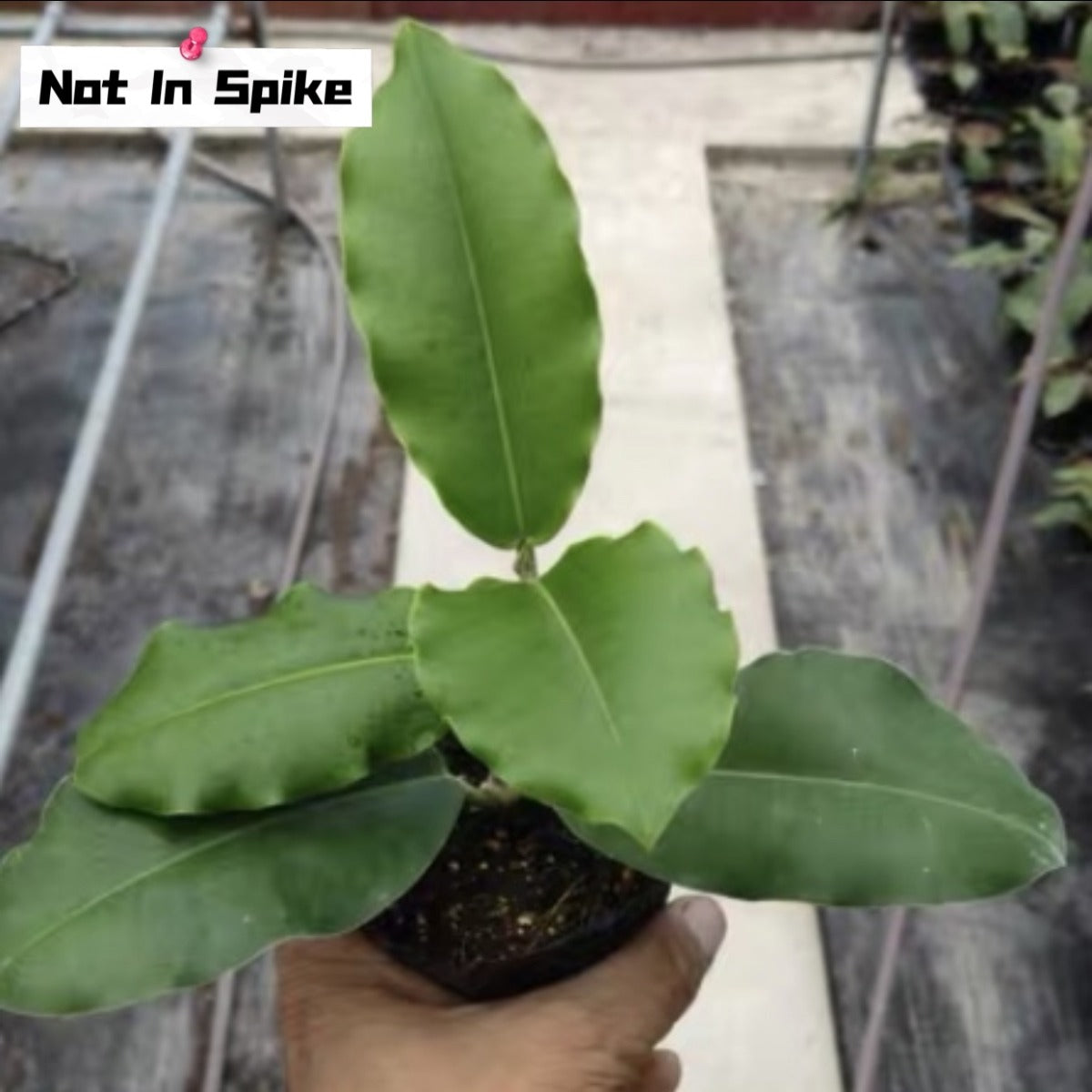 Hoya imperialis palawan