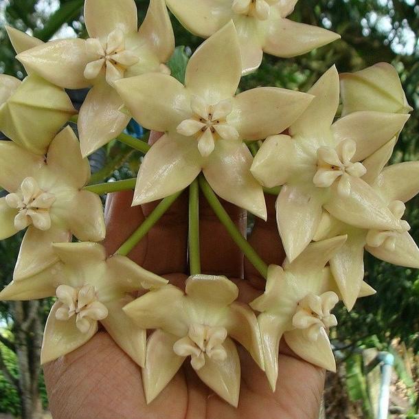 Hoya imperialis palawan