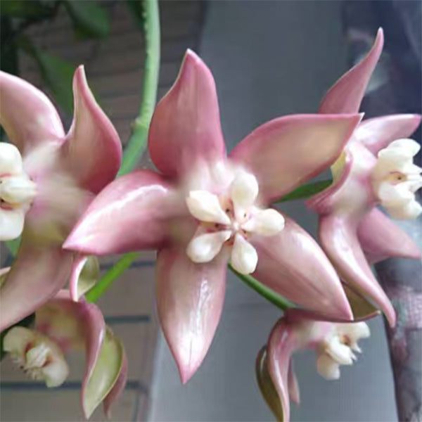 Hoya imperialis palawan