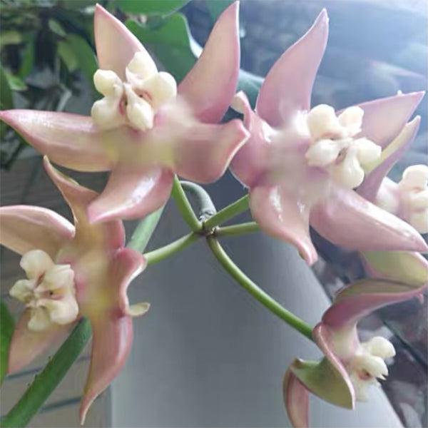 Hoya imperialis palawan