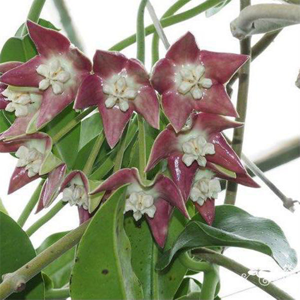 Hoya imperialis palawan