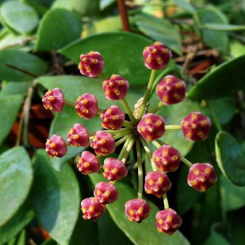 Hoya inconspicua