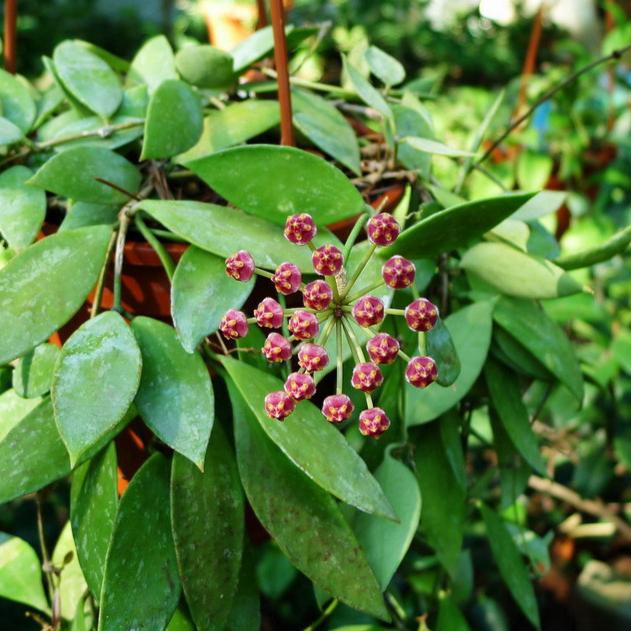 Hoya inconspicua