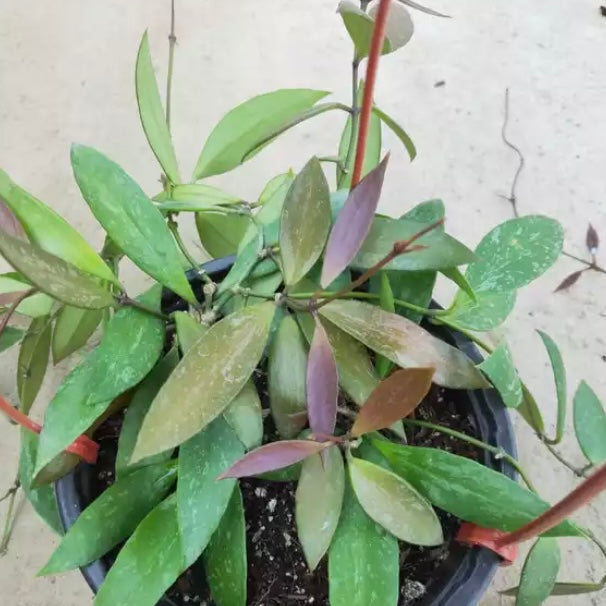 Hoya inconspicua