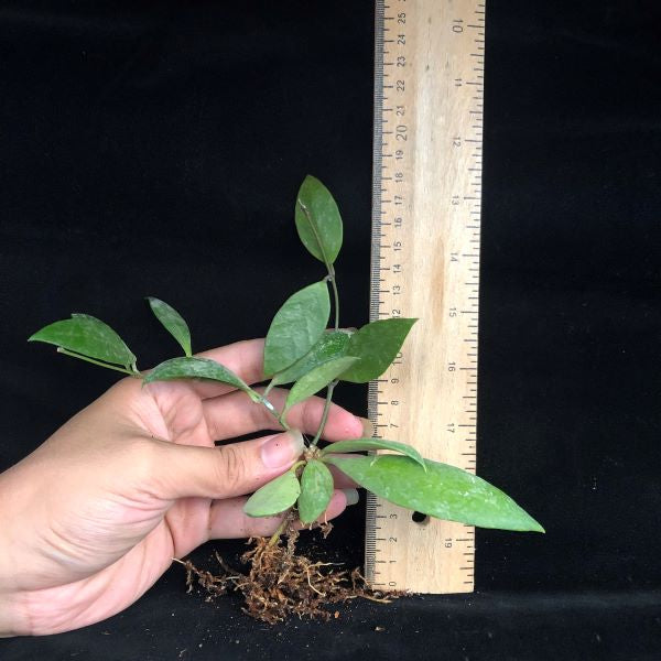 Hoya inconspicua