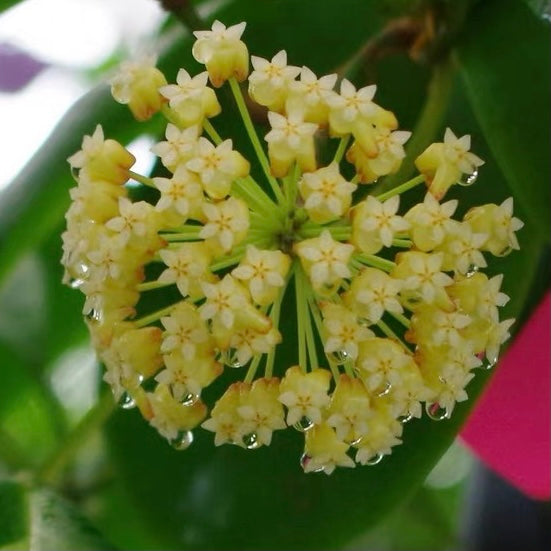 Hoya incrassata ‘ Eclipse ’