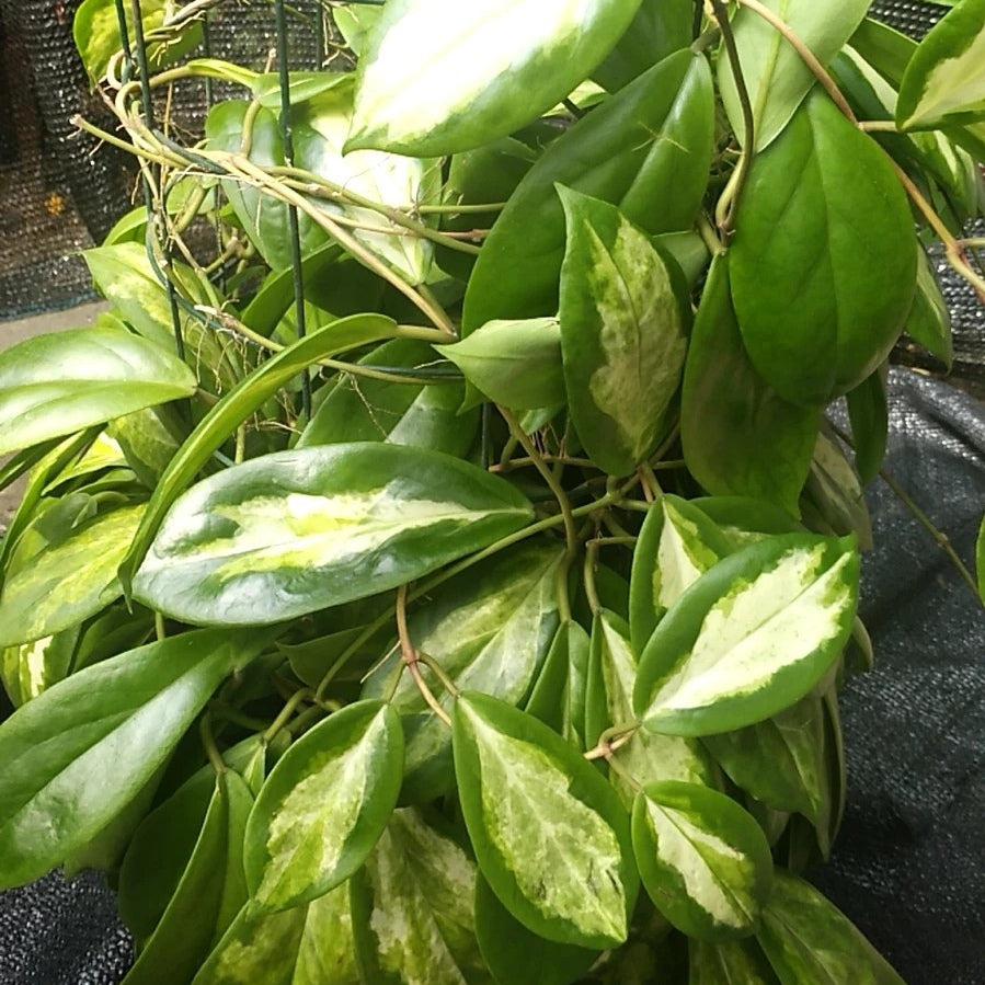 Hoya incrassata 'Moon Shadow'