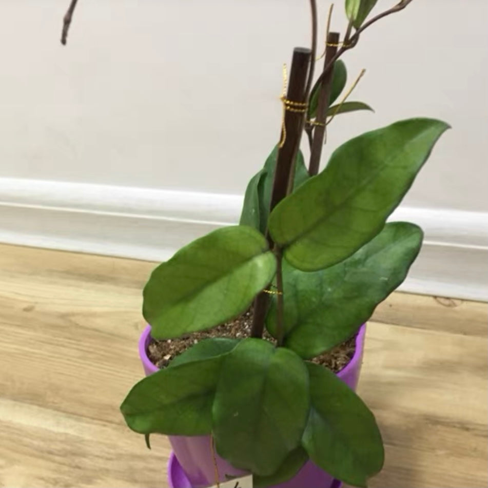 Hoya jed