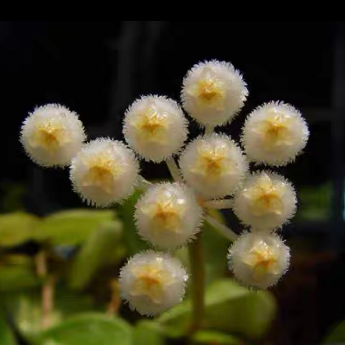 Hoya lacunosa