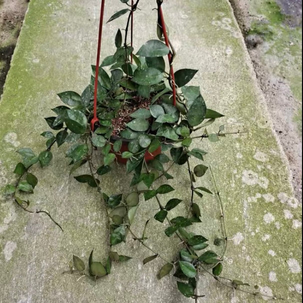 Hoya lacunosa