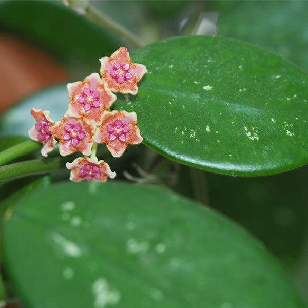 Hoya liangii