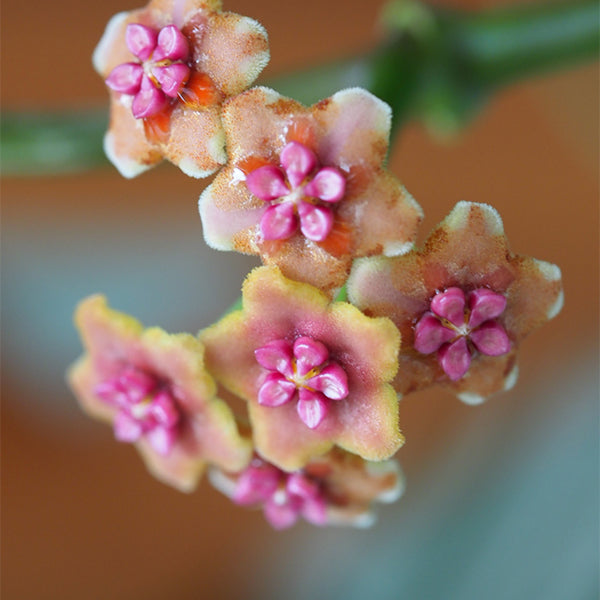 Hoya liangii