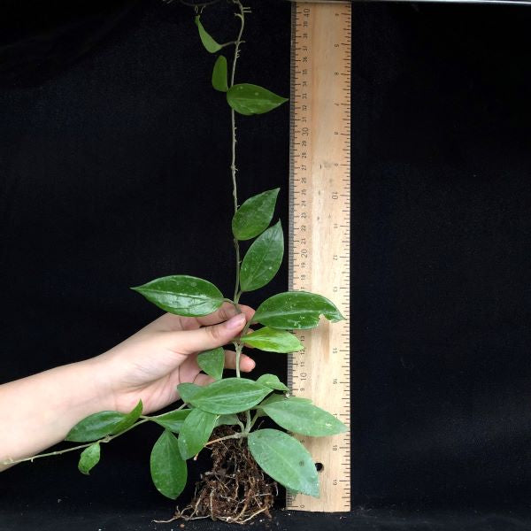 Hoya limoniaca