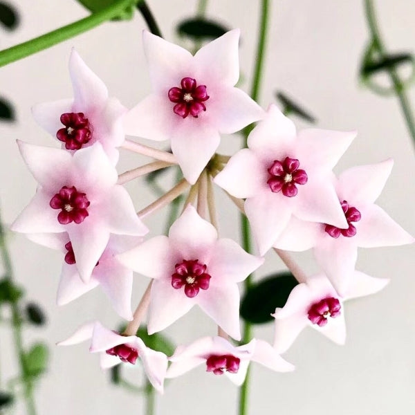 Hoya lithophytica