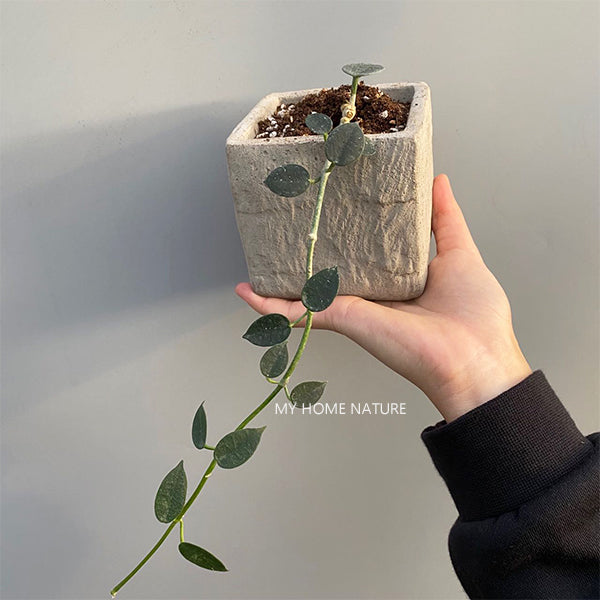 Hoya lithophytica