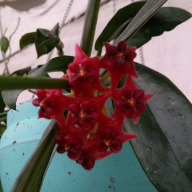 Hoya lobbii