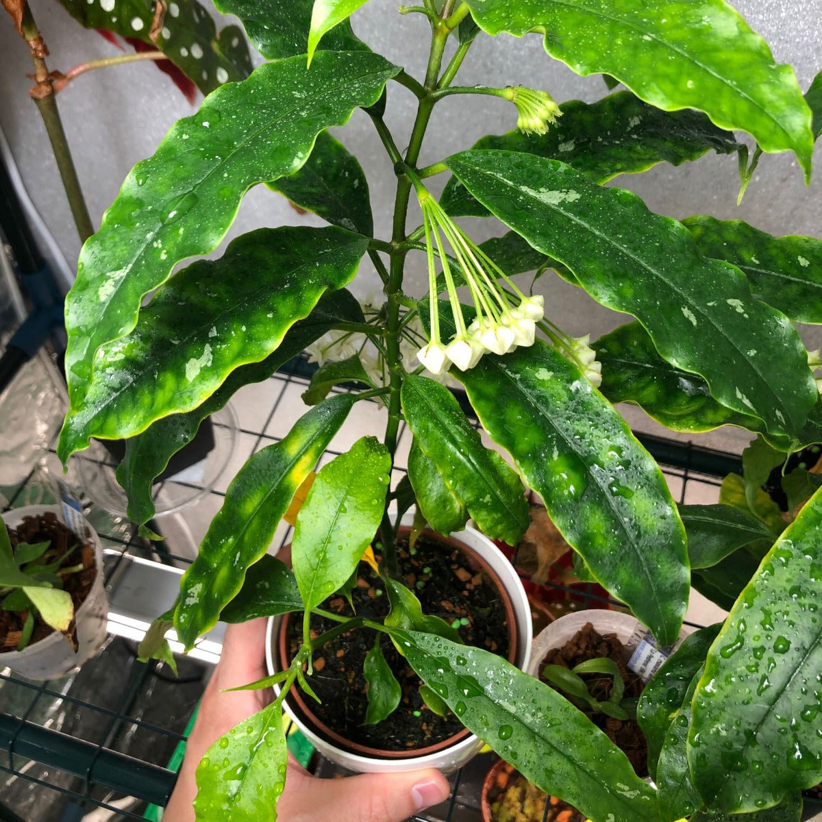 Hoya lockii
