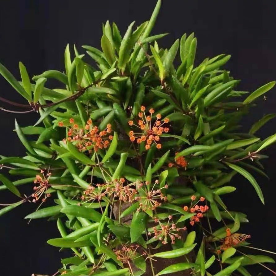 Hoya loheri