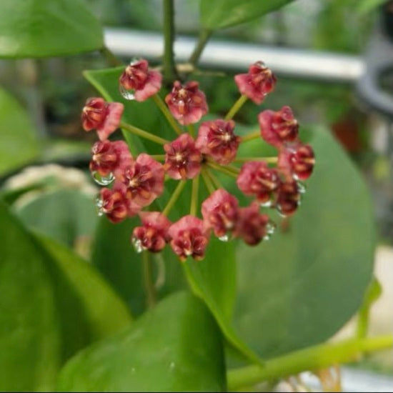Hoya lucardenasiana