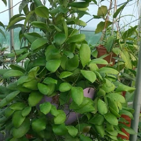 Hoya lucardenasiana