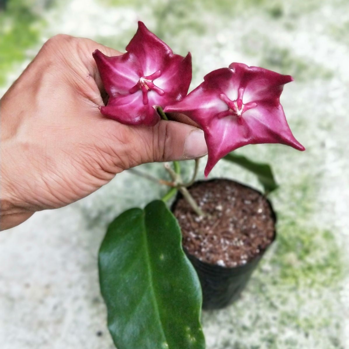 Hoya macgillivrayi