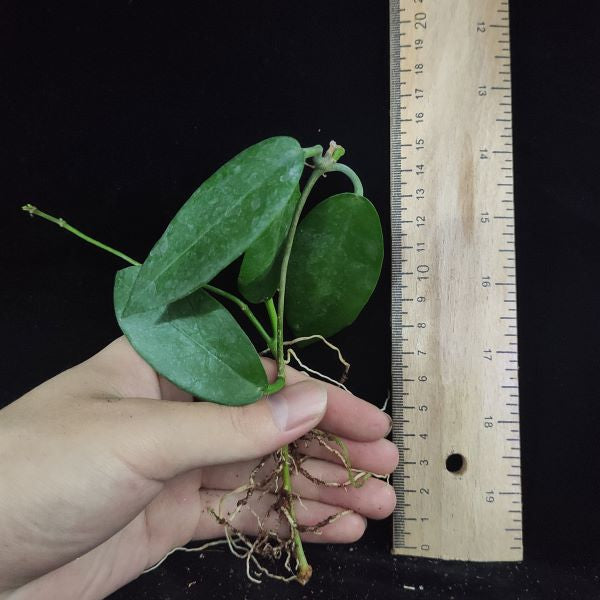 Hoya macgillivrayi