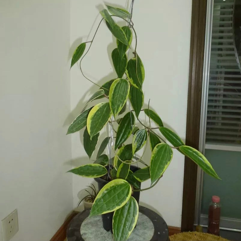 Hoya macrophylla variegated