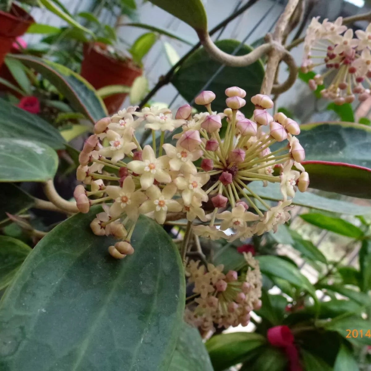 Hoya macrophylla variegated