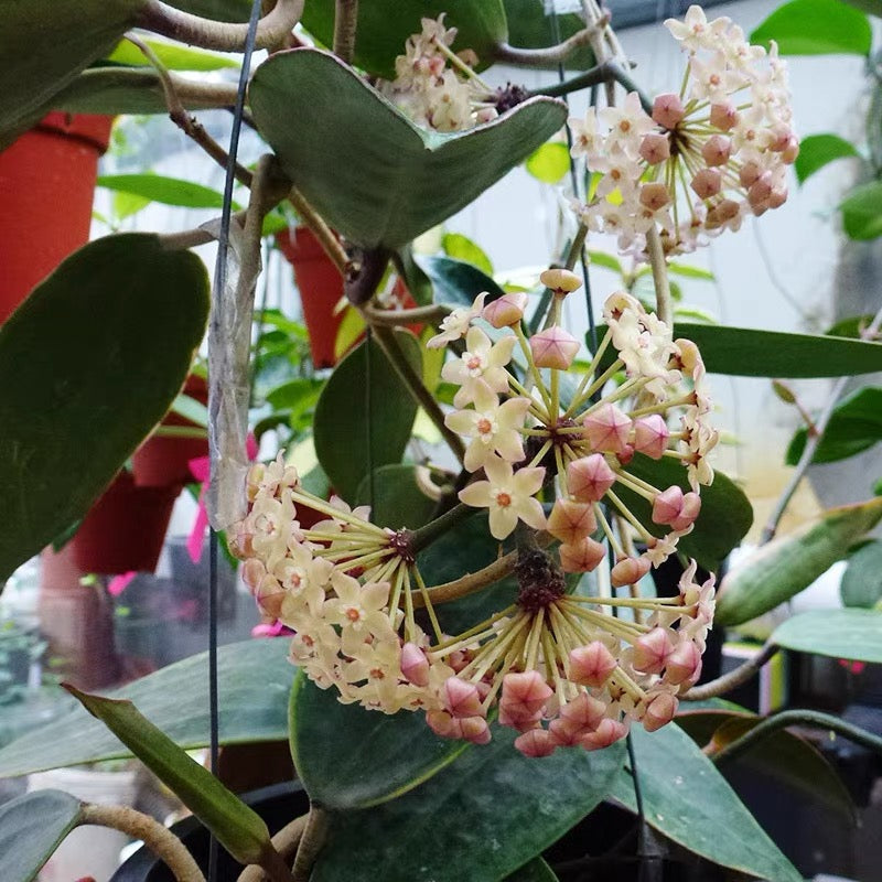 Hoya macrophylla variegated