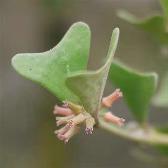 Hoya manipurensis