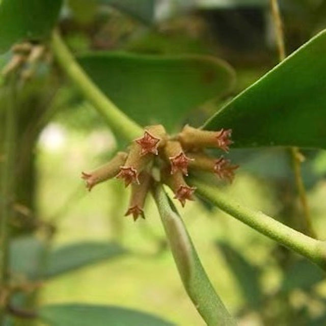Hoya manipurensis
