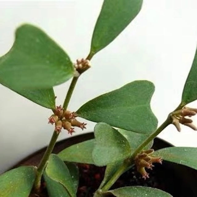 Hoya manipurensis