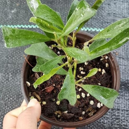 Hoya manipurensis