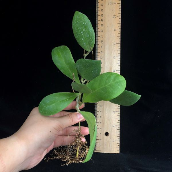 Hoya mindorensis-purple