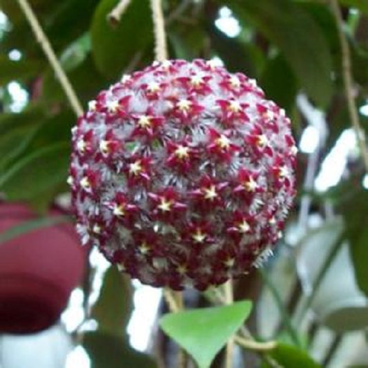 Hoya mindorensis-purple