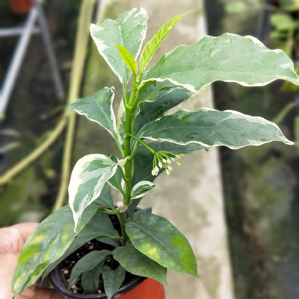Hoya multiflora var.