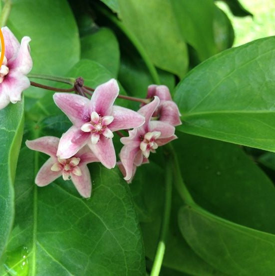 Hoya naumanii